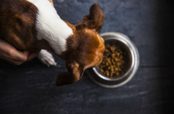 ANZ EUK HUB Adult Beagle Eating_master