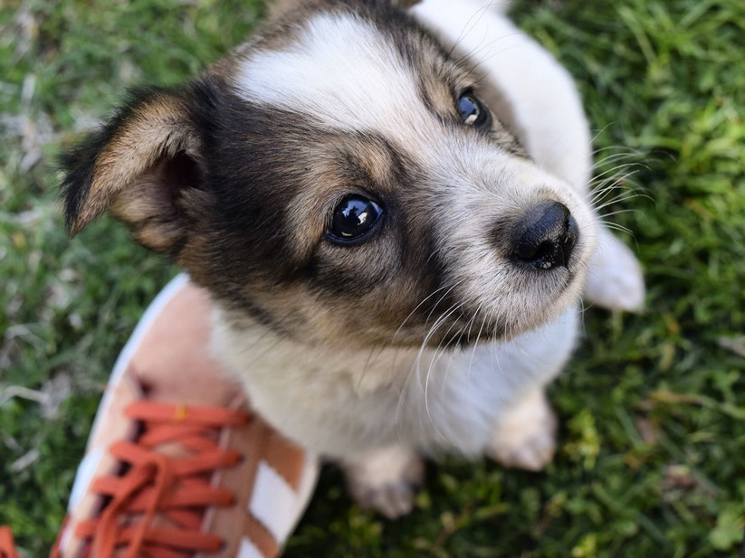 オーナーを見上げる子犬