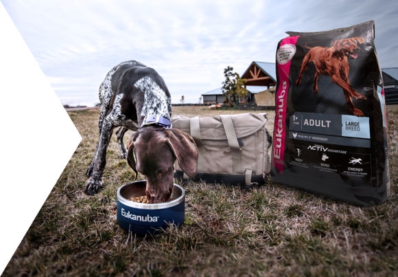 eukanuba adult dog eat
