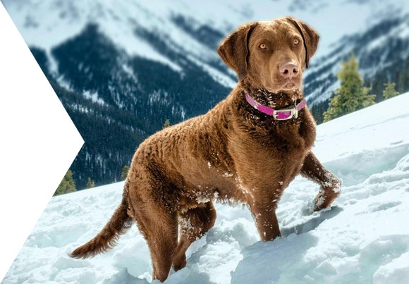 Brown Dog walking on snow Cutout
