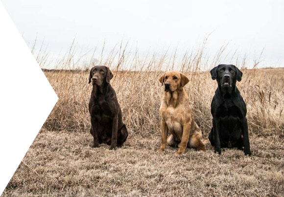 Two black dogs and one beige standing Cutout